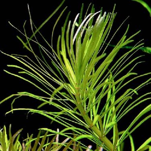 Eustralis stellata feuilles larges en pot